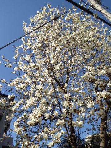 桜はまだまだ_a0050728_10272942.jpg