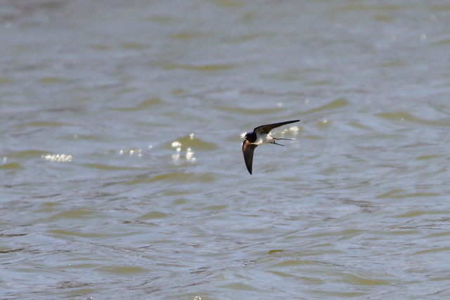 水元公園の野鳥・コゲラ・ツバメ_f0356928_19505229.jpg