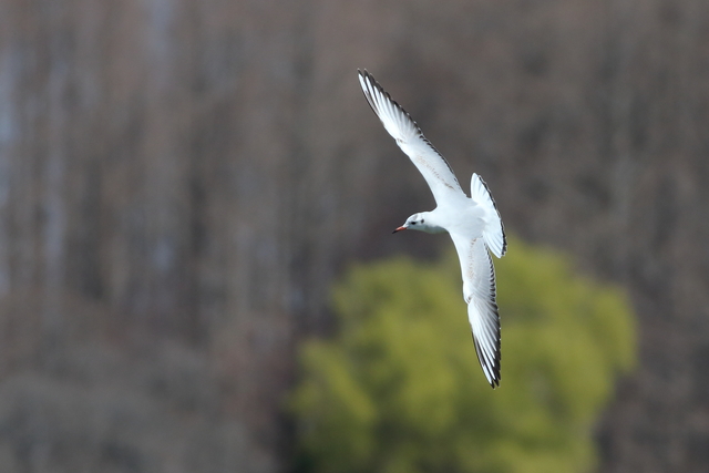 水元公園の野鳥・コゲラ・ツバメ_f0356928_19522248.jpg