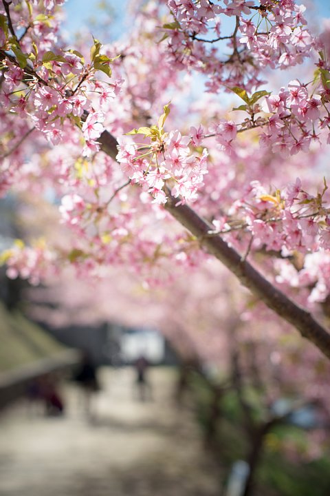 2015年3月26日　初訪問の桜並木_b0134829_21523593.jpg