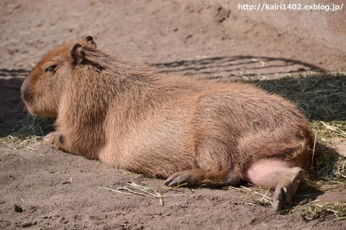 上野のカピバラ。_c0355432_14101952.jpg