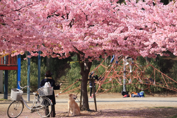 東浦和公園の河津桜_f0229832_9355433.jpg