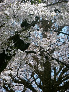 f0038336_731332.jpg