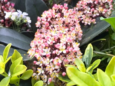 c0348441_2250420.jpg