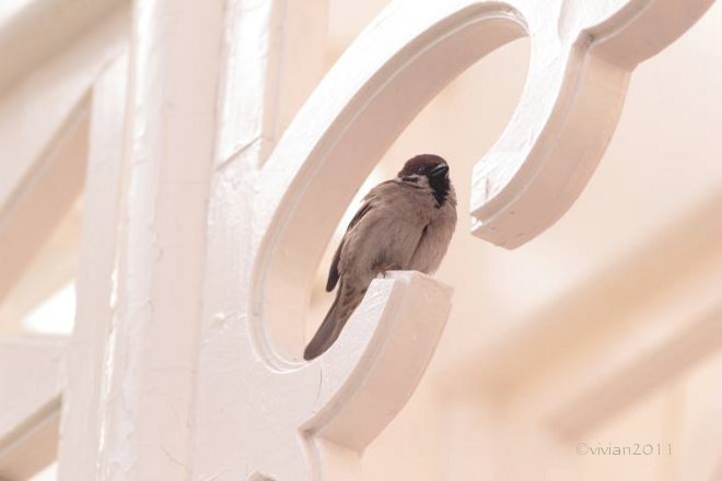 野鳥はどこにでも　in アミューズメントパーク_e0227942_14091750.jpg