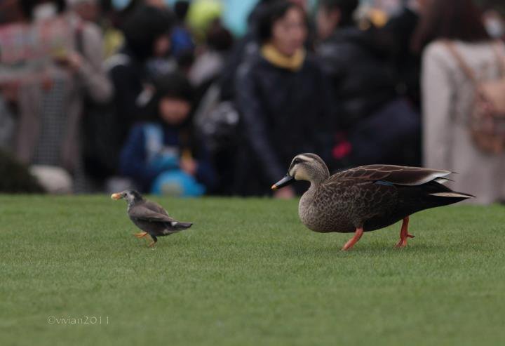 野鳥はどこにでも　in アミューズメントパーク_e0227942_14131946.jpg