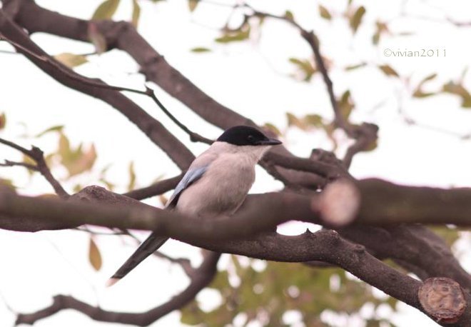 野鳥はどこにでも　in アミューズメントパーク_e0227942_14142060.jpg