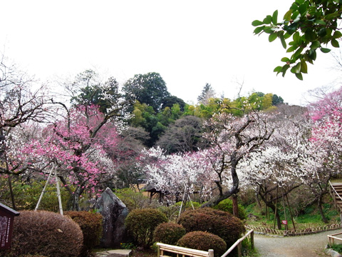 百草園 _b0145843_20455849.jpg