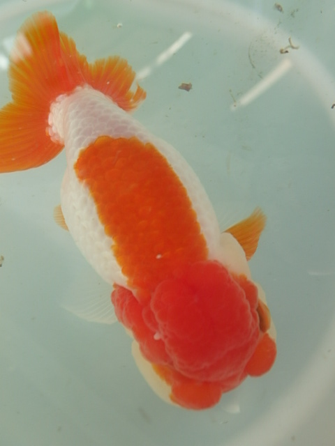 f0334143_9231785.jpg