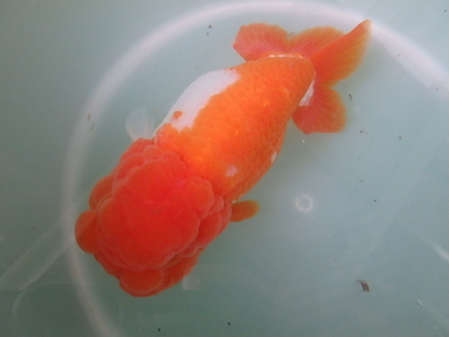f0334143_926235.jpg