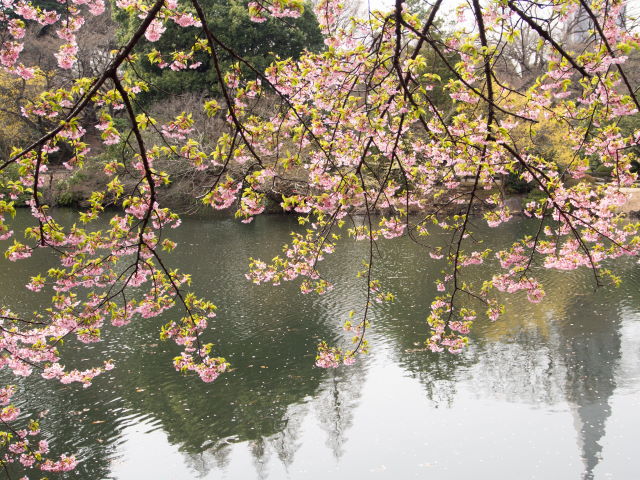 水辺の桜_a0257652_15435213.jpg