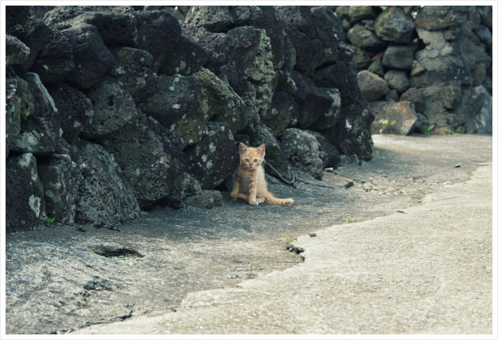 牛島の子猫 ＠韓国 牛島（ウド）_a0317955_18103646.jpg