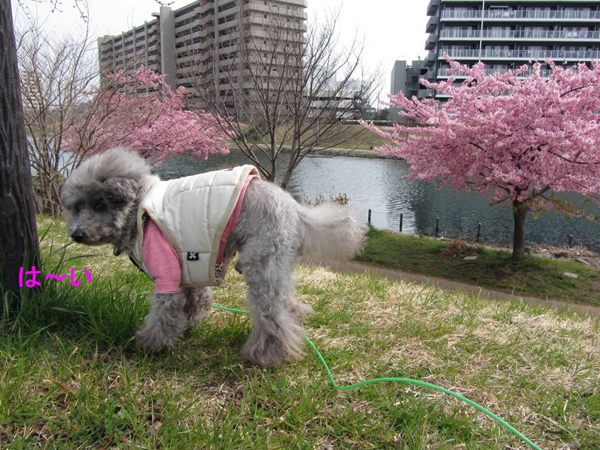 河津桜が満開～!_e0129656_2374487.jpg