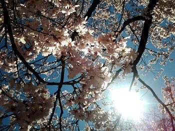 桜の開花_a0061057_112281.jpg