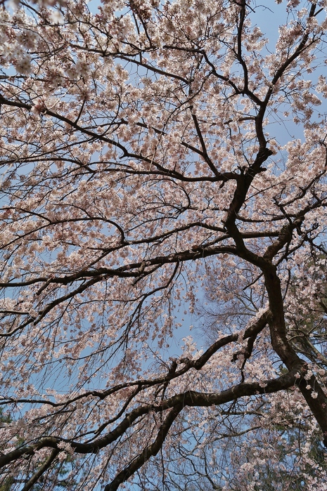 京都御苑・旧近衛邸の糸桜_b0063958_22345243.jpg