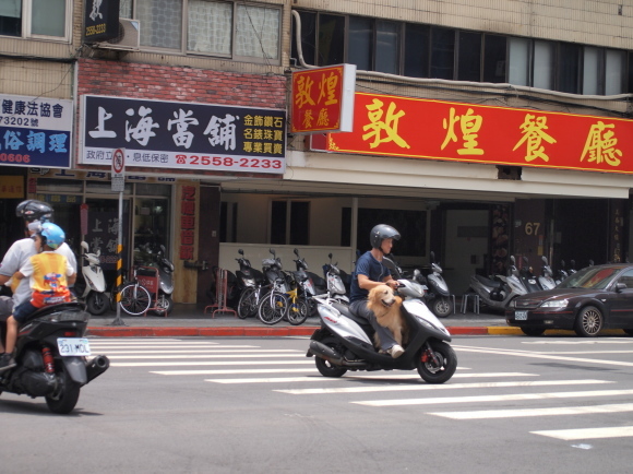 台湾のペット事情_e0255060_01544288.jpg