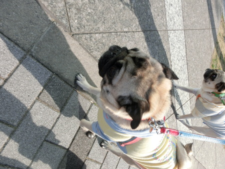 びんちょうまぐろ カレイの煮付け_b0190666_08561.jpg