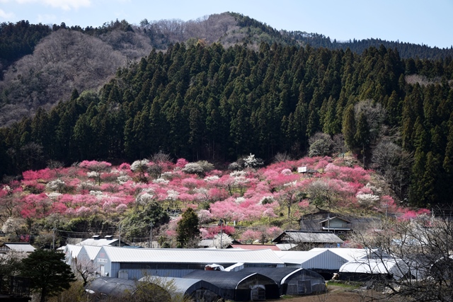 紅梅の里（虻田福寿草の里）2015_f0342371_1839966.jpg