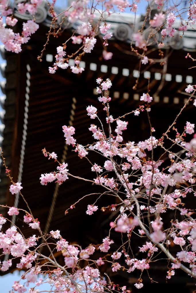 岡山市妙林寺の河津桜_e0174074_07052235.jpg