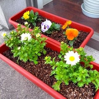 お花の季節です_e0148776_14195370.jpg