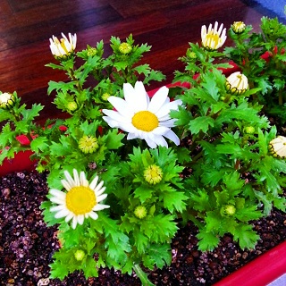 お花の季節です_e0148776_14222953.jpg