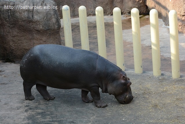 ２０１５年２月　平川動物公園　その１_a0052986_032954.jpg