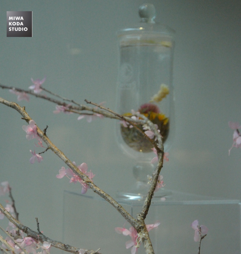 March 26, 2015さくらと桜のお茶 Cherry Blossom & Cherry Blossom Tea_a0307186_7442781.jpg