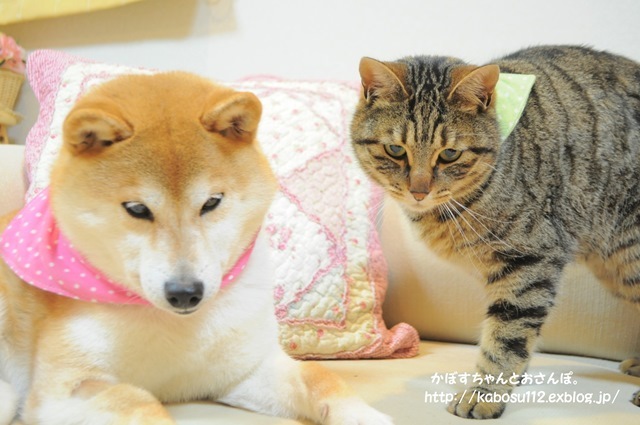 静と動_a0126590_23040549.jpg
