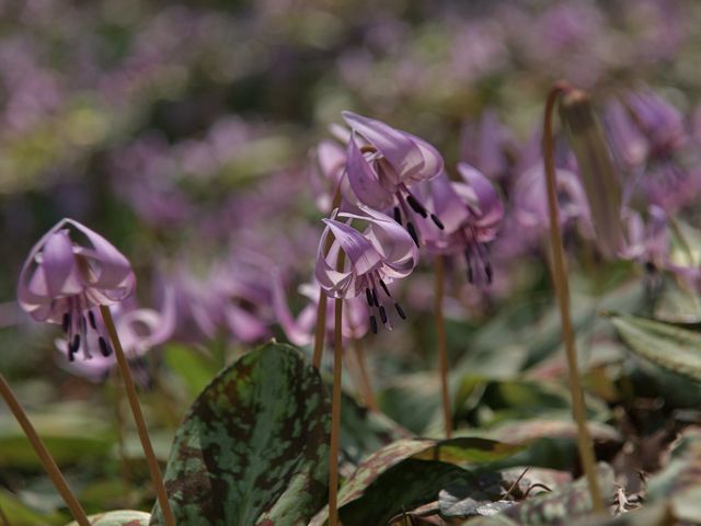 2015年　鳩吹山　かたくり見ごろ。_e0271890_16141695.jpg