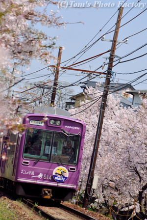 嵐電さくら旅～「鳴滝～宇多野」桜のトンネル_b0155692_21575184.jpg