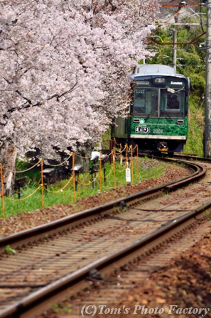 嵐電さくら旅～「鳴滝～宇多野」桜のトンネル_b0155692_21595925.jpg