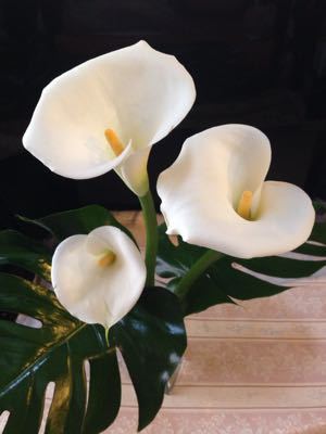 HEARTIES 卒業式_c0195496_1802938.jpg