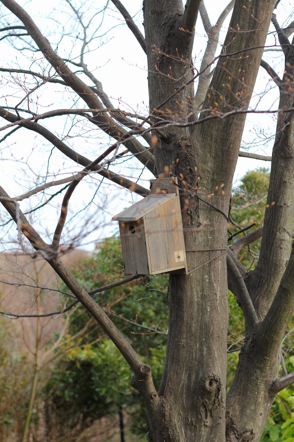 春を感じる公園遊び_c0204298_23561762.jpg