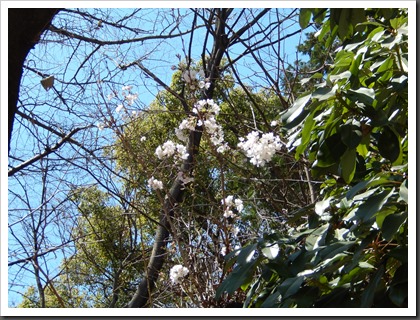 桜　開花す_d0134900_17050488.jpg