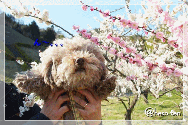 e0307102_22425410.gif