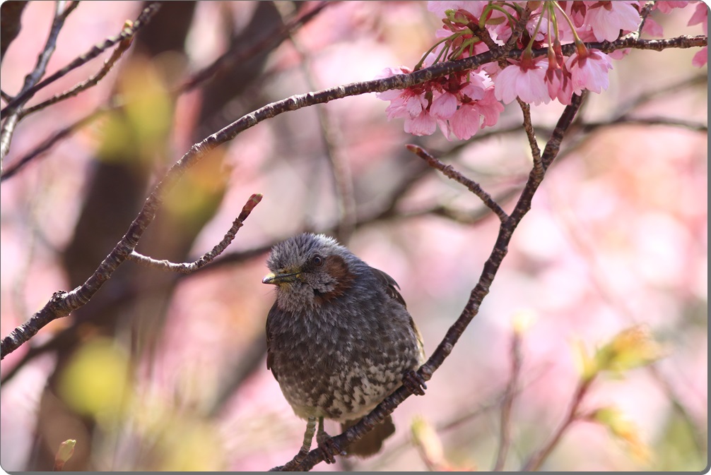 鳥越の一本桜_a0057905_19521450.jpg