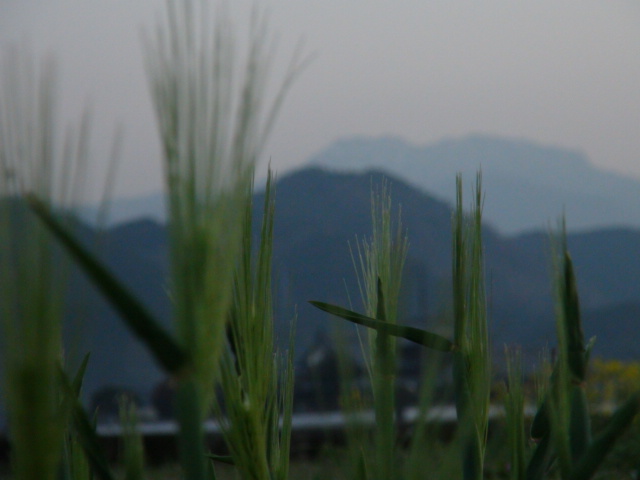 西条市の、はだか麦にも穂が出始め…2016/3/8_f0231709_94917.jpg