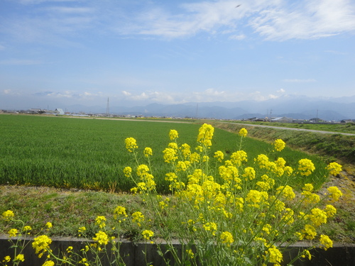 西条市の、はだか麦にも穂が出始め…2016/3/8_f0231709_955887.jpg