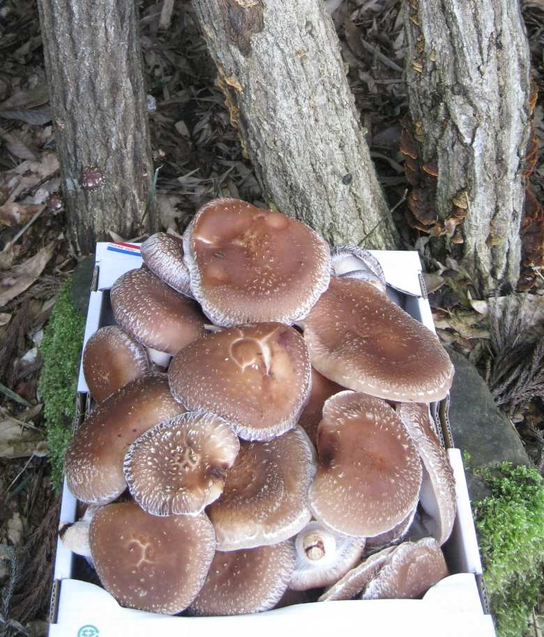 e0003910_1563514.jpg