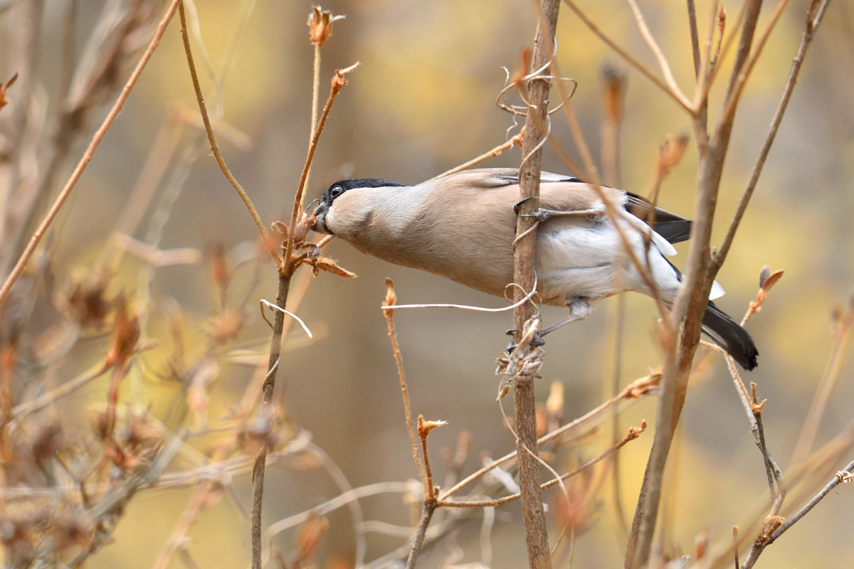 鳥の名前も面白い 花鳥撮三昧 鳥の名前も面白い 花鳥撮三昧