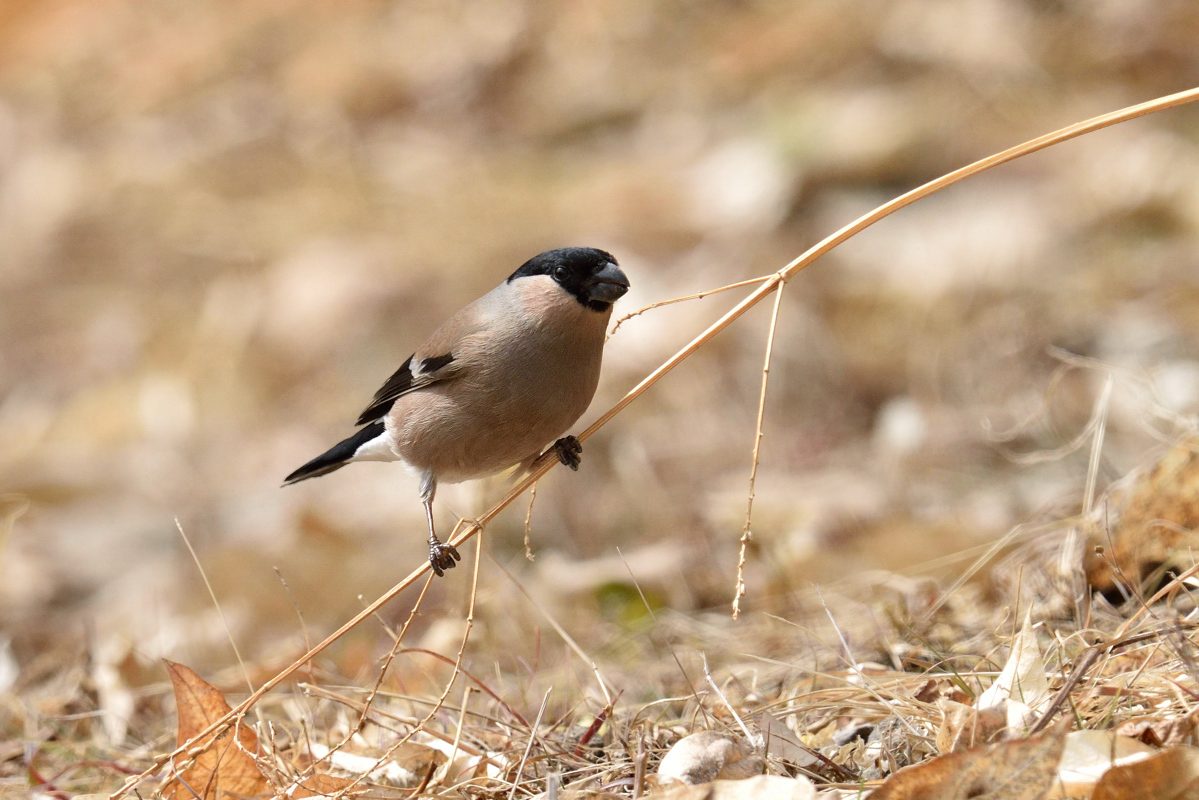 鳥の名前も面白い 花鳥撮三昧