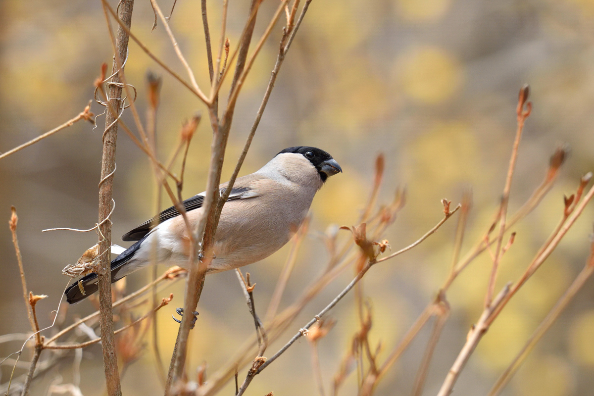 鳥の名前も面白い 花鳥撮三昧 鳥の名前も面白い 花鳥撮三昧