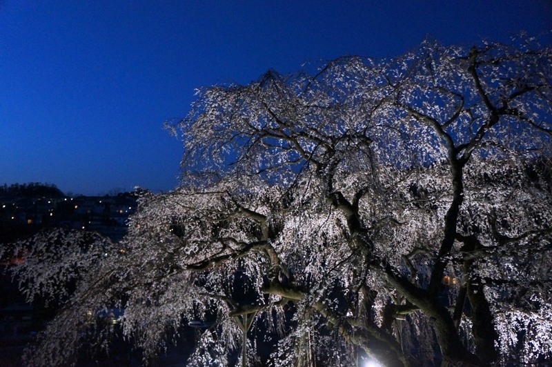 岡崎　奥山田のしだれ桜編　その２_e0292414_21114942.jpg