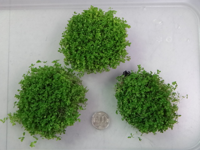 150326 熱帯魚・淡水魚・水草・観葉植物_f0189122_13112413.jpg