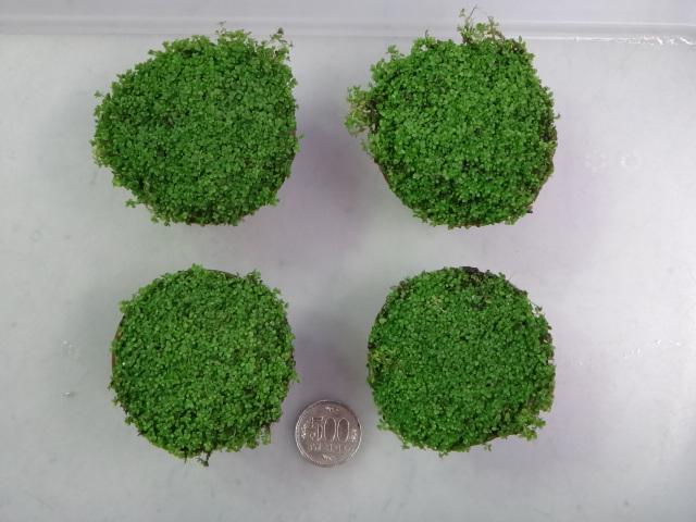150326 熱帯魚・淡水魚・水草・観葉植物_f0189122_13124874.jpg