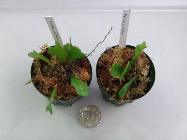 150326 熱帯魚・淡水魚・水草・観葉植物_f0189122_1315611.jpg