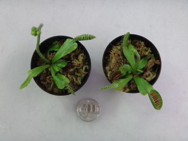 150326 熱帯魚・淡水魚・水草・観葉植物_f0189122_13164421.jpg
