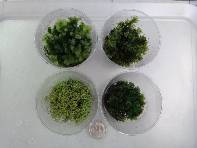 150326 熱帯魚・淡水魚・水草・観葉植物_f0189122_13184731.jpg
