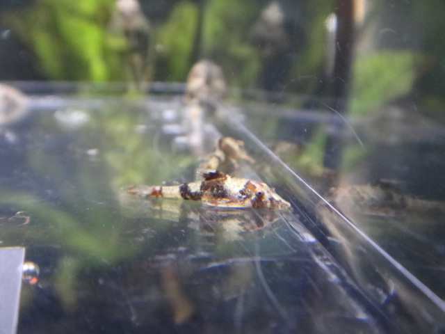 150326 熱帯魚・淡水魚・水草・観葉植物_f0189122_1334378.jpg