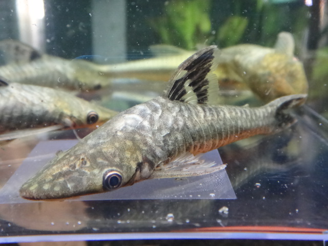 150326 熱帯魚・淡水魚・水草・観葉植物_f0189122_1345181.jpg
